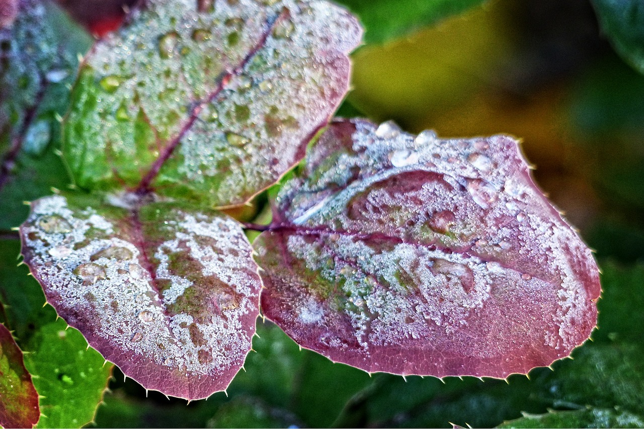 frost covered leaves free photo