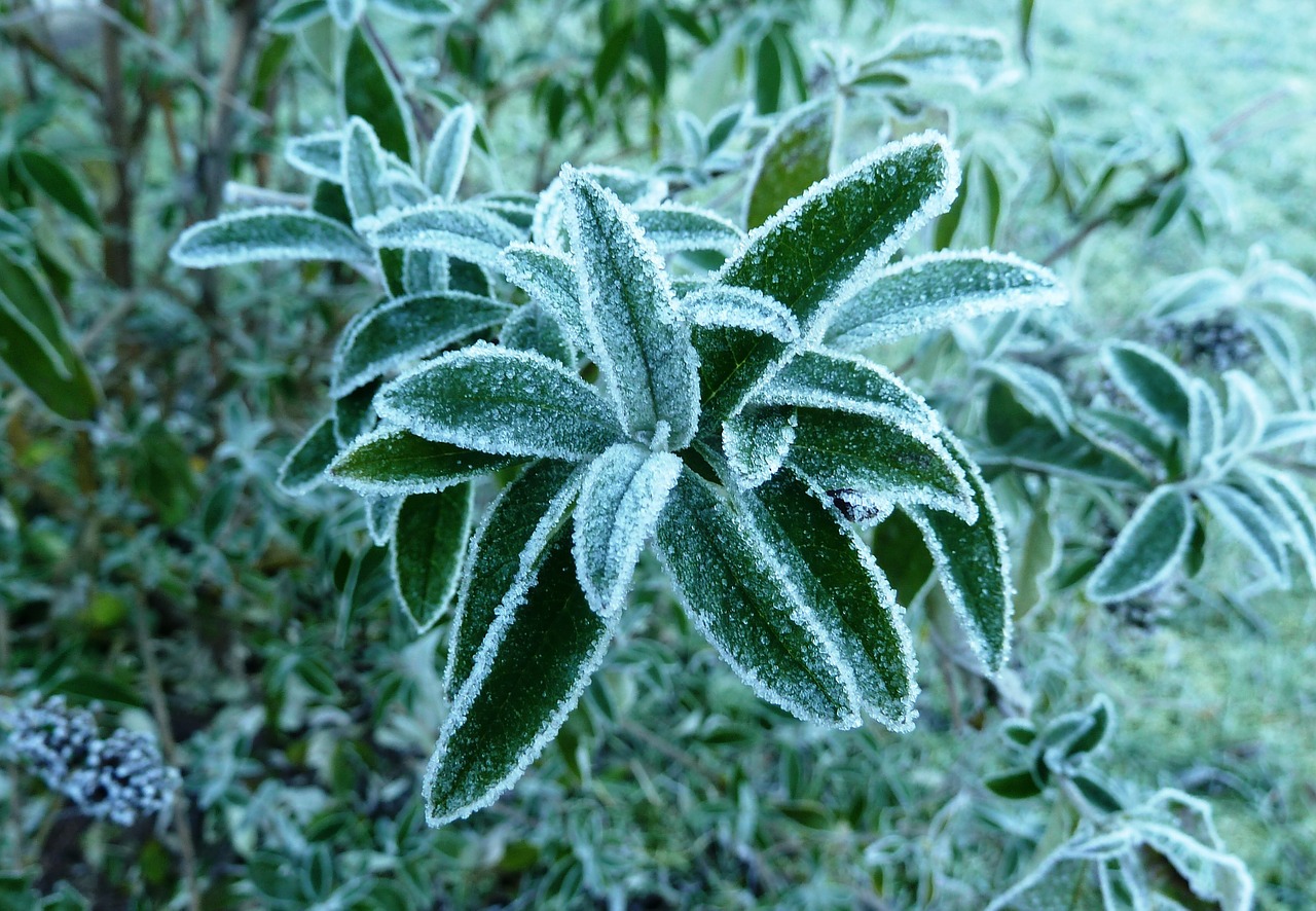 frost leaves cold free photo