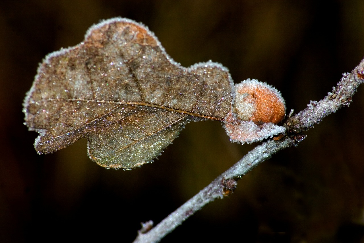 frost winter ice free photo