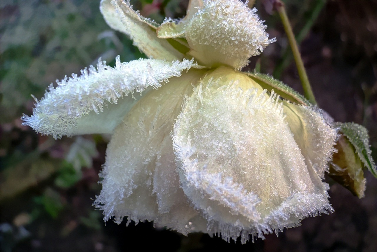 frost garden flower free photo