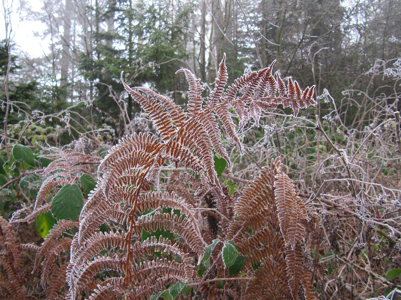 frost fern nature free photo