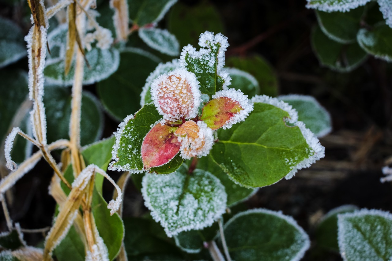 frost plant leaves free photo