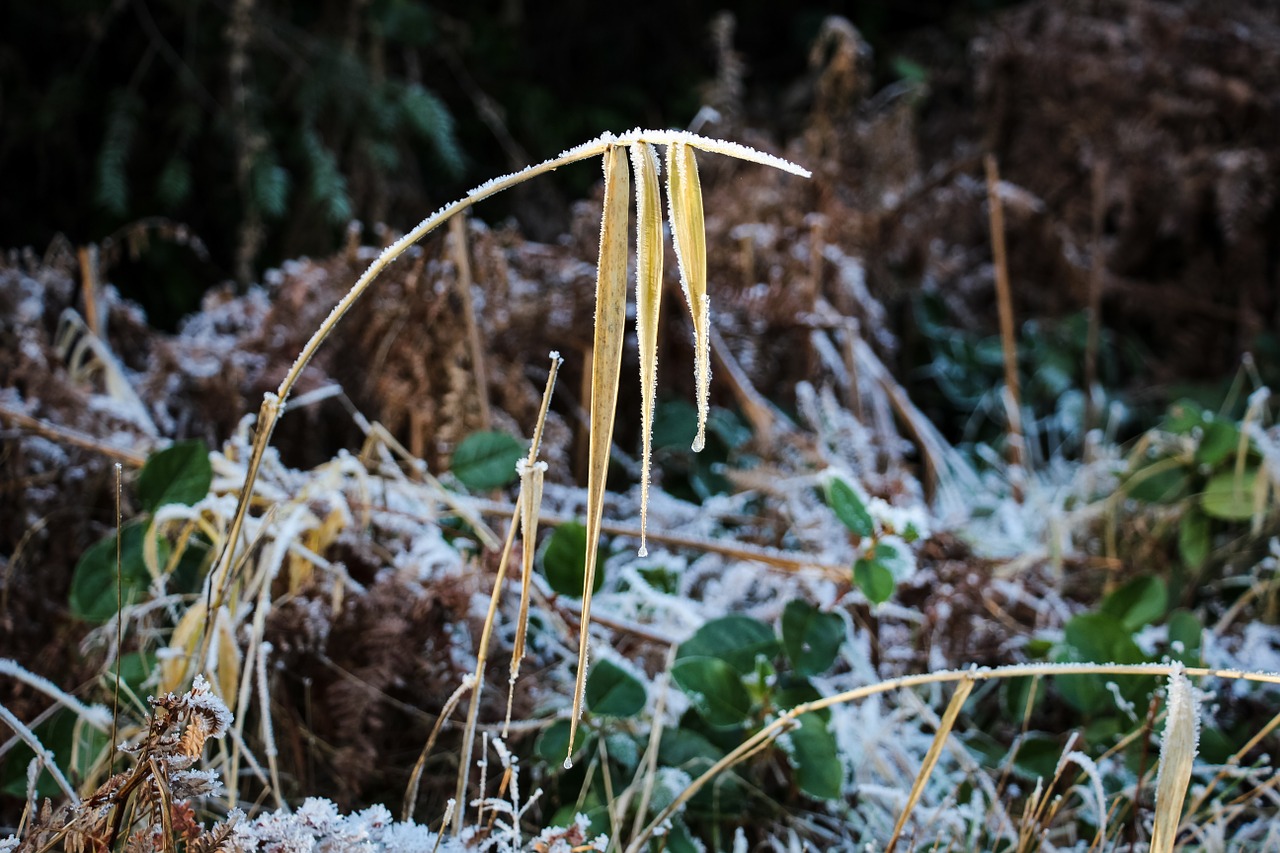 frost leaves nature free photo