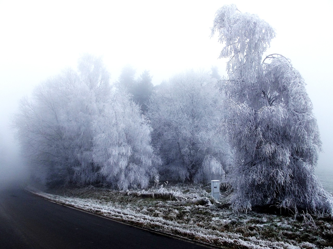 frost rime winter free photo