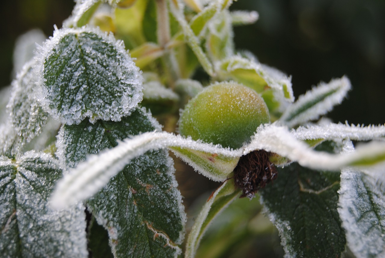 frost rose hips cold free photo