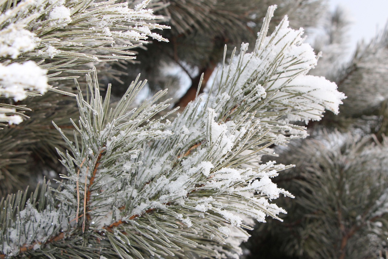 frost spruce hard rime free photo