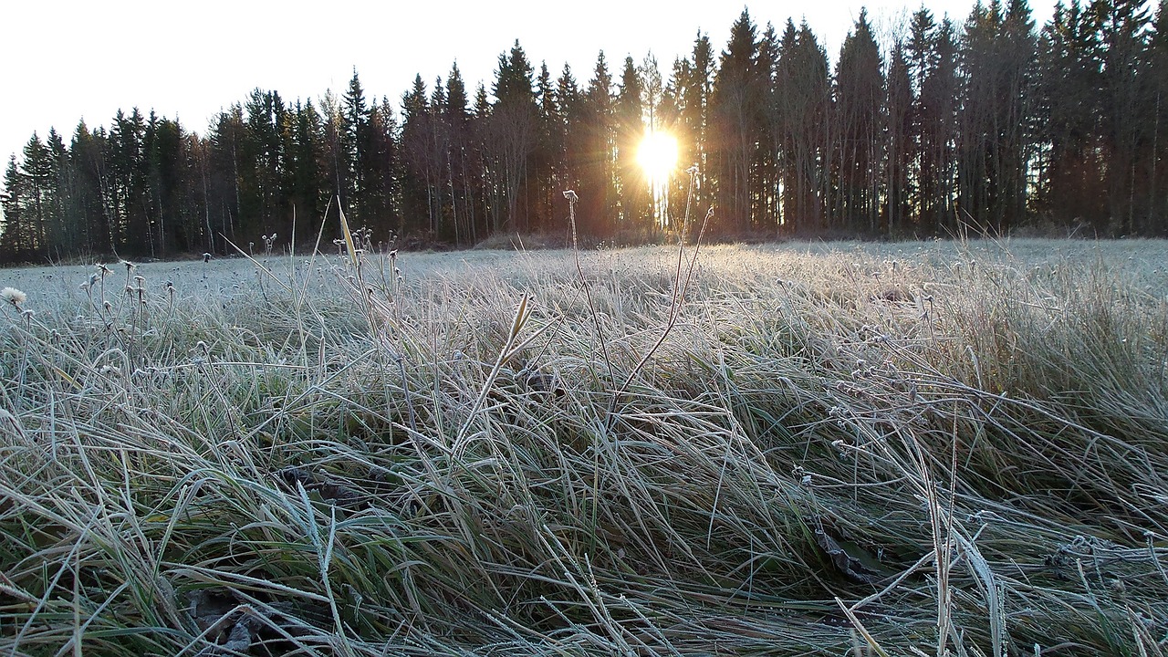 frost winter cold free photo