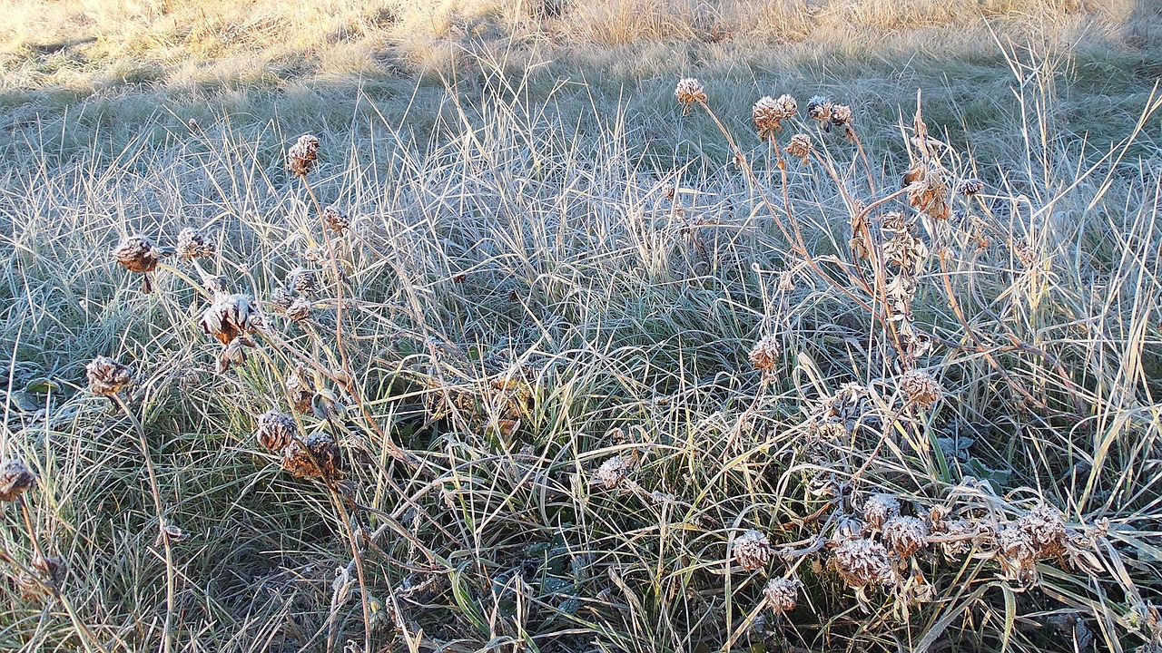 frost winter cold free photo