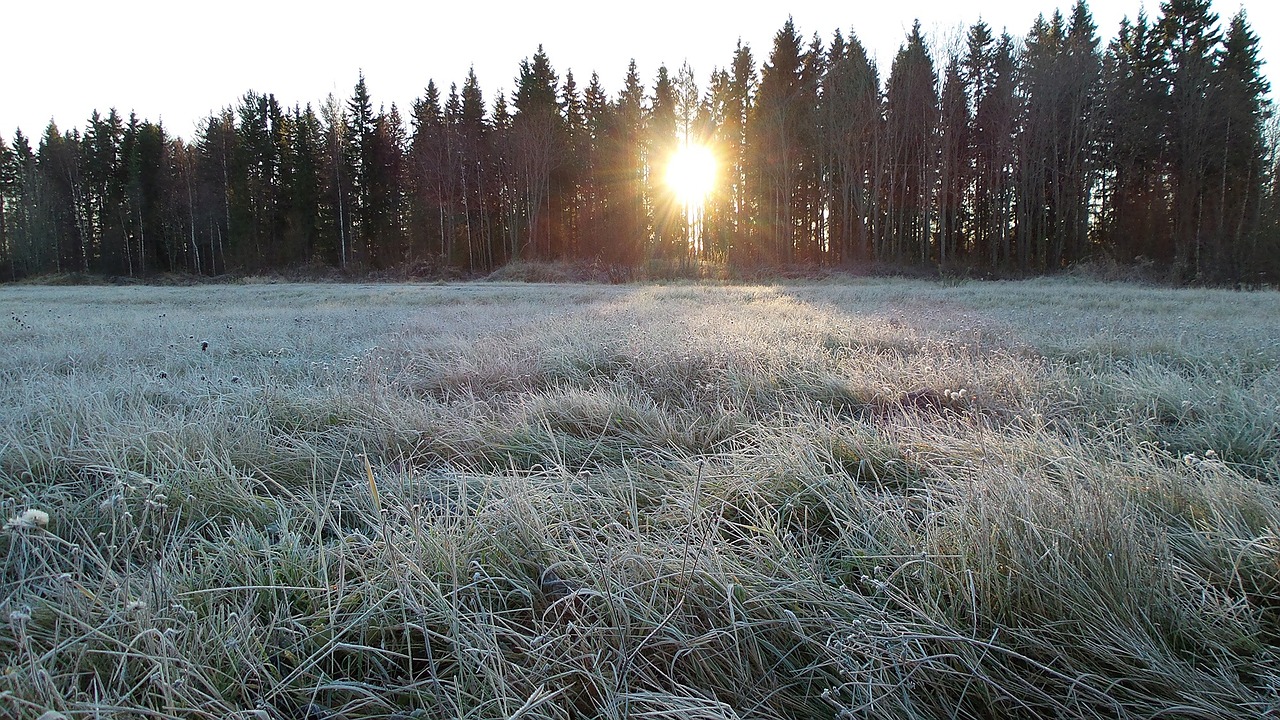 frost winter cold free photo