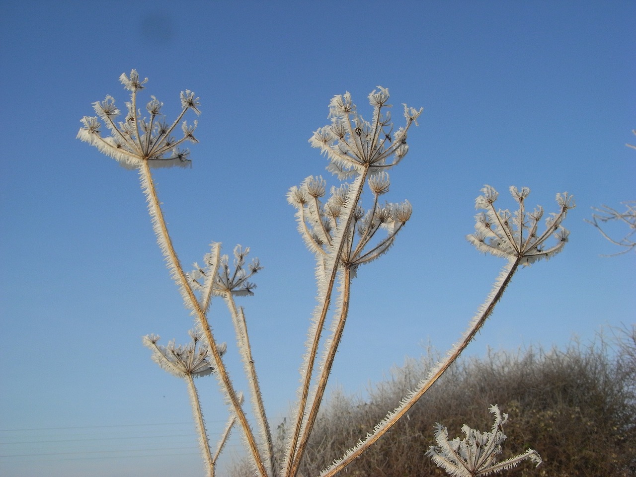 frost plant nature free photo