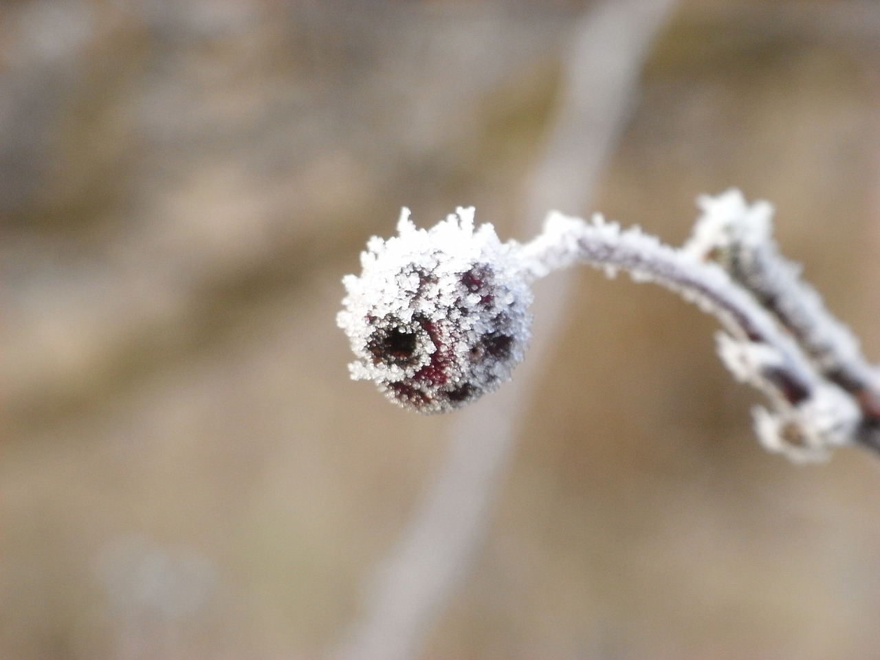 frost seed plant free photo