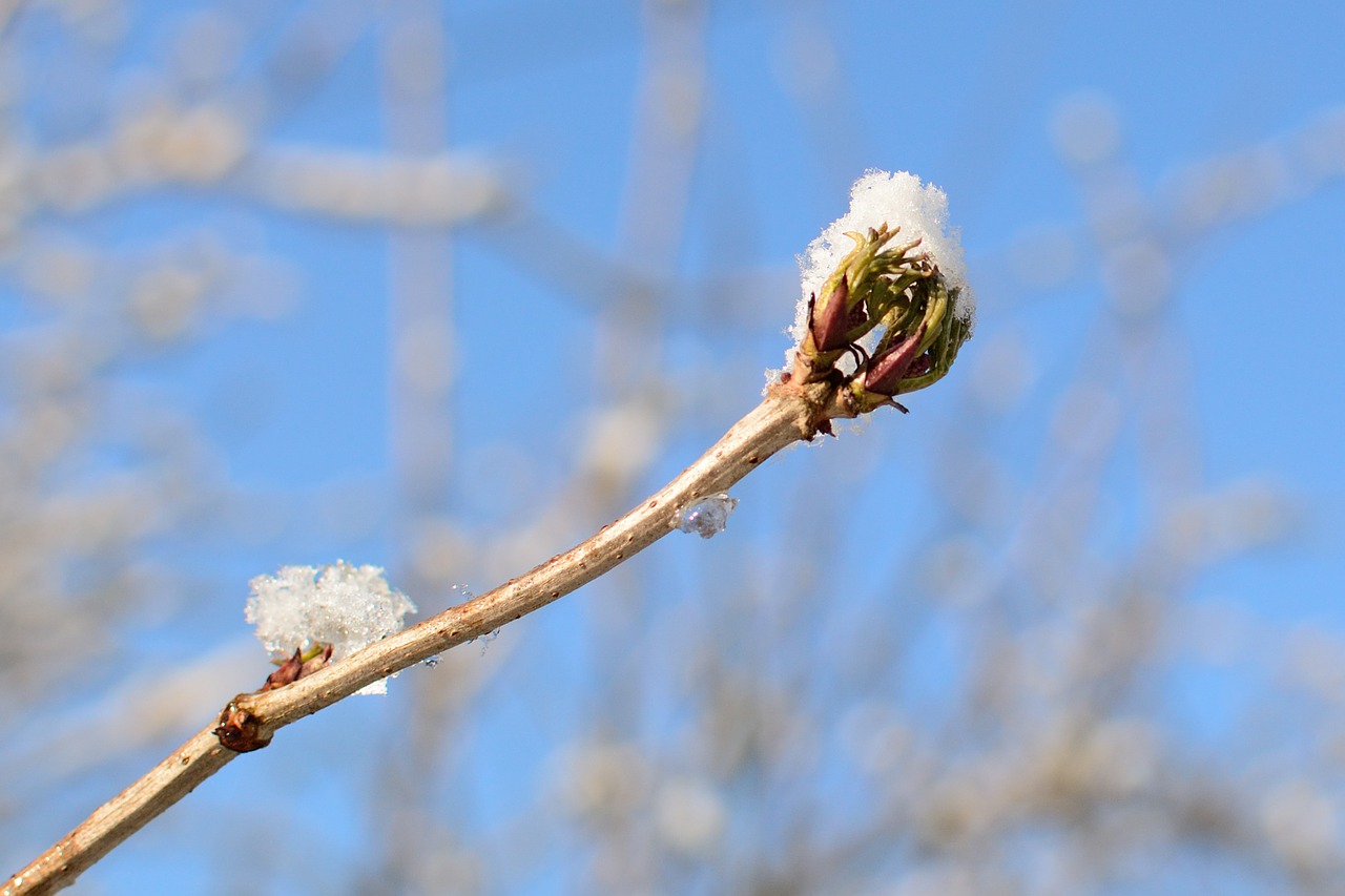 frost snow blossom free photo