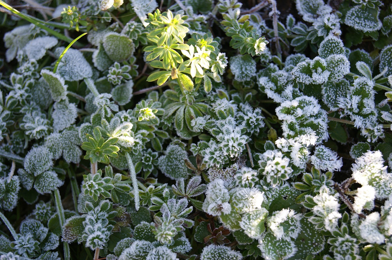 frost ripe plant free photo