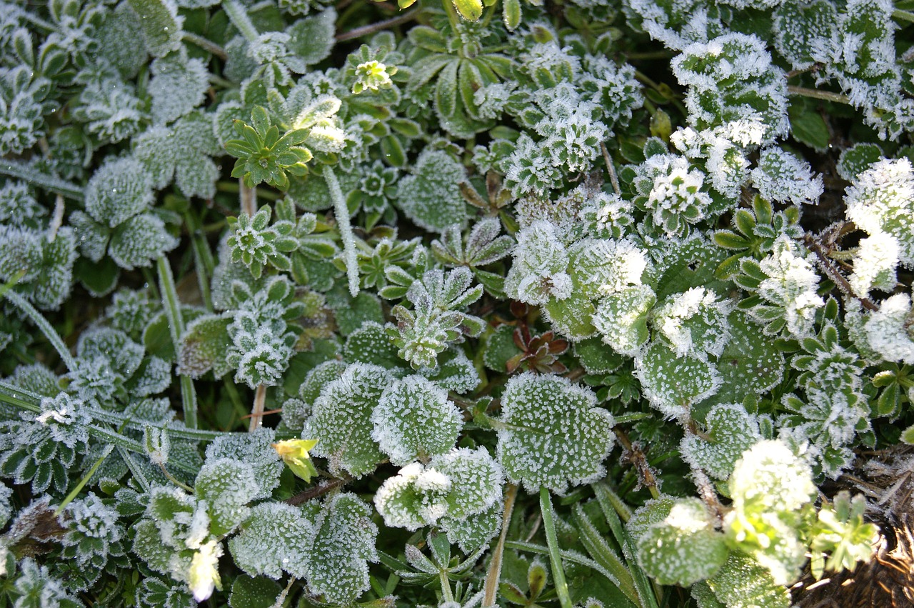 frost ripe plant free photo