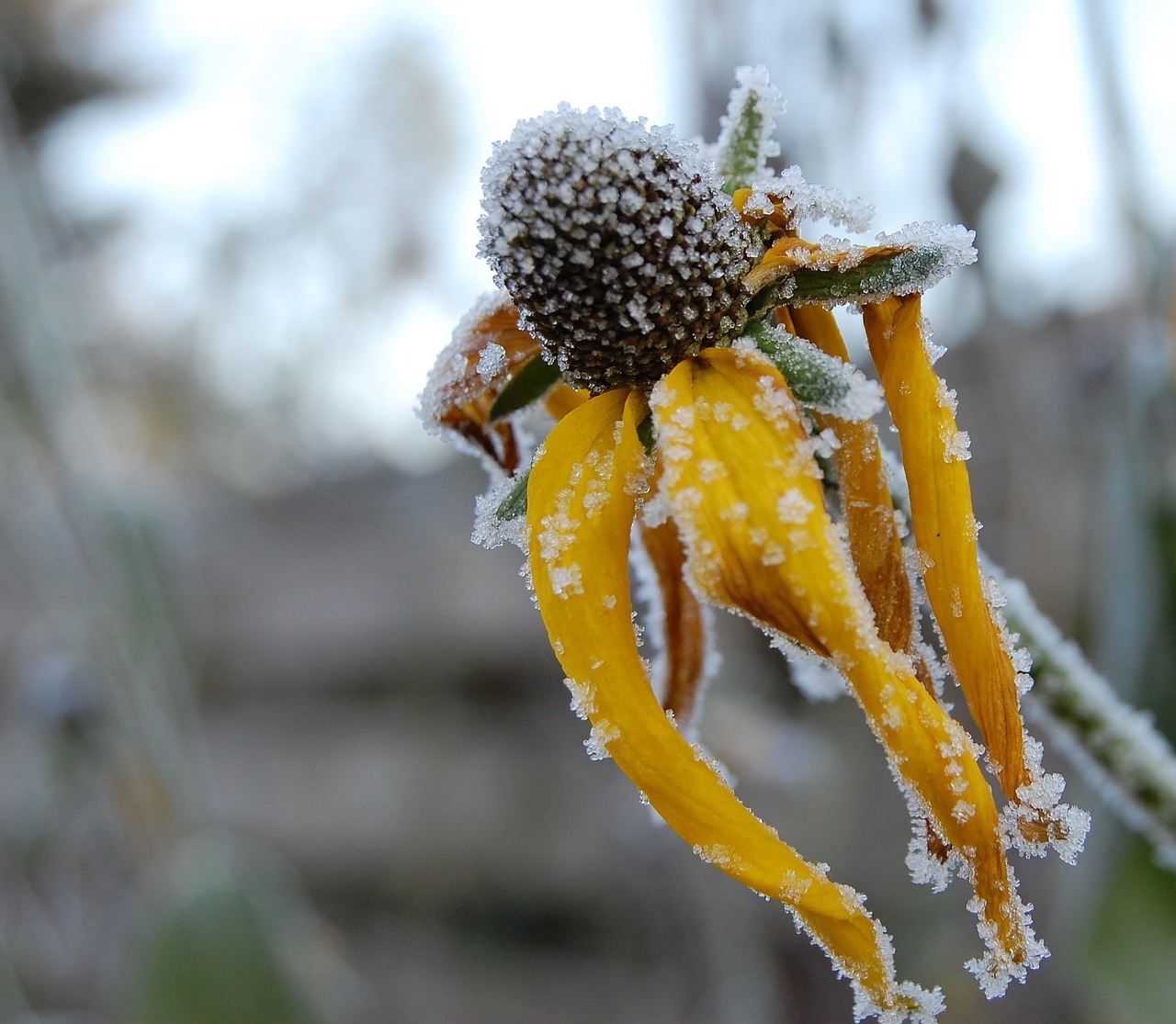 frost winter flower free photo