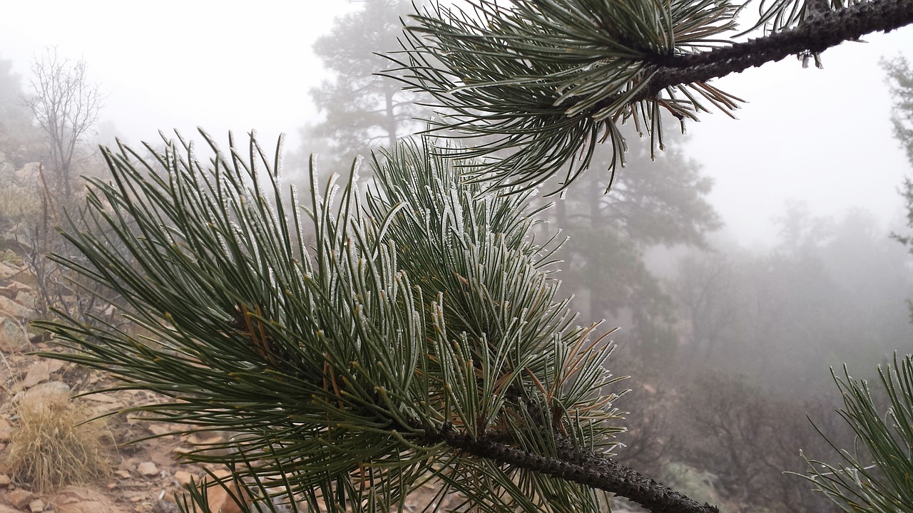 frost winter pine free photo