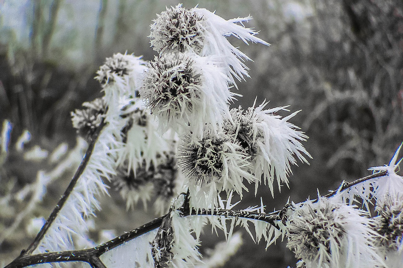 frost winter dry grass free photo