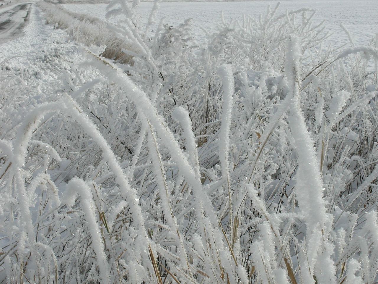 frost frozen grass winter free photo