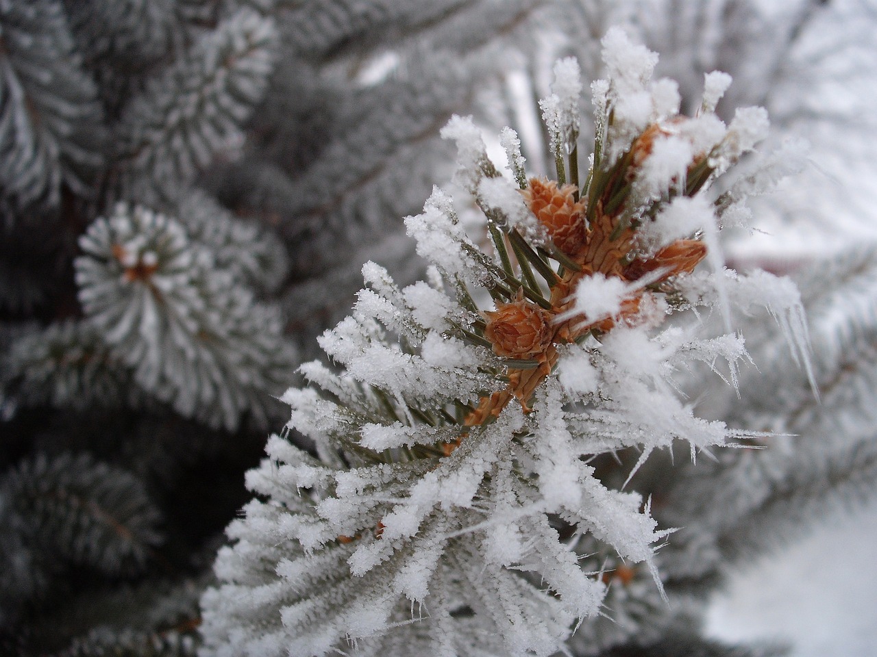 frost winter pine free photo