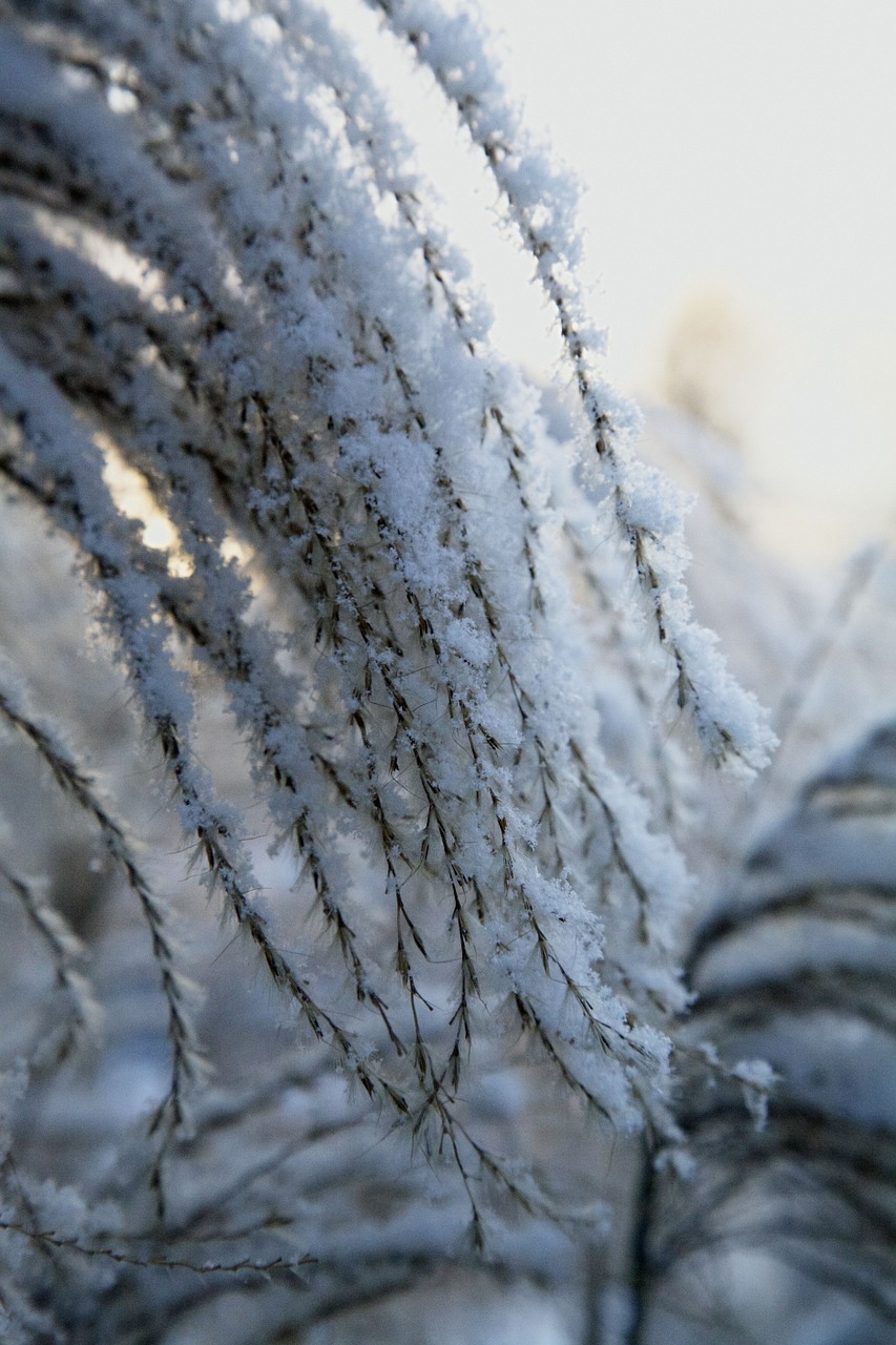 frost winter white free photo