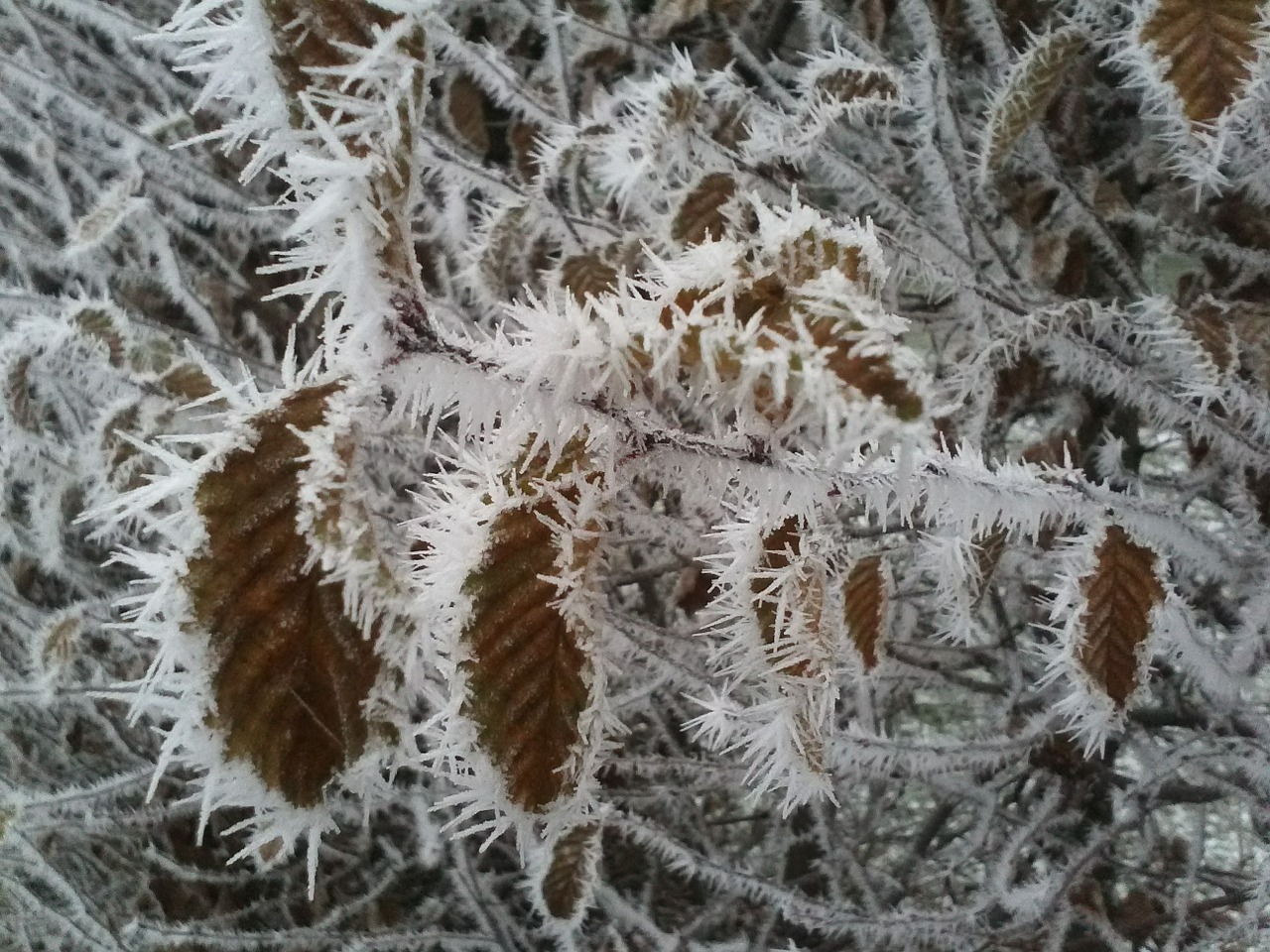 frost leaves ice free photo
