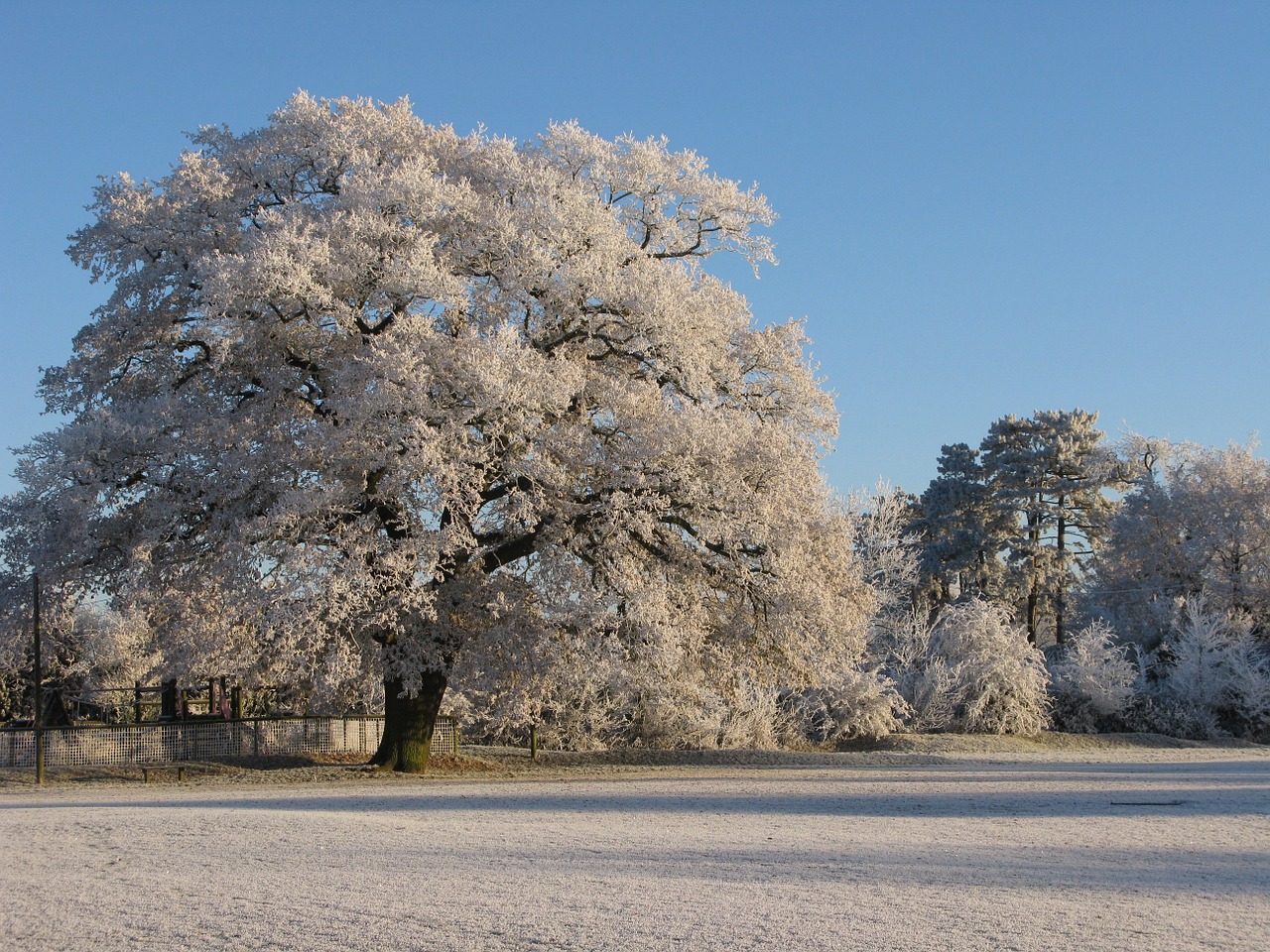 frost oak claverdon free photo