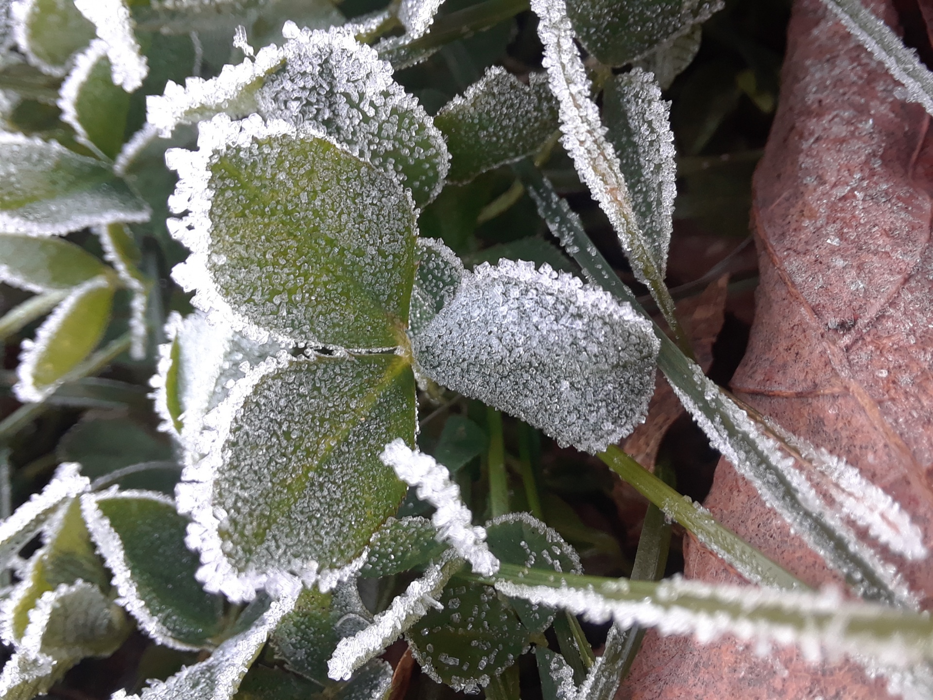 frost cold shamrock free photo