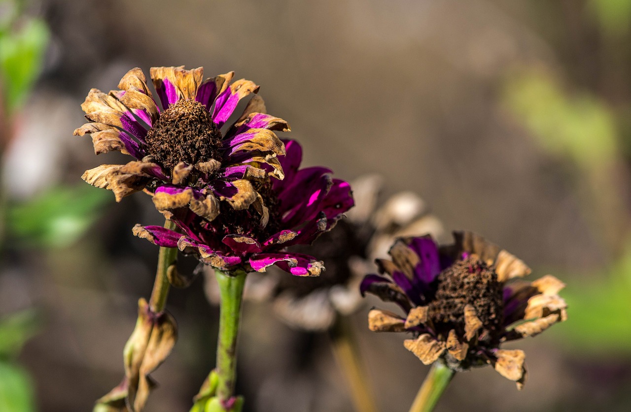 frost damage dying flowers zinnias free photo