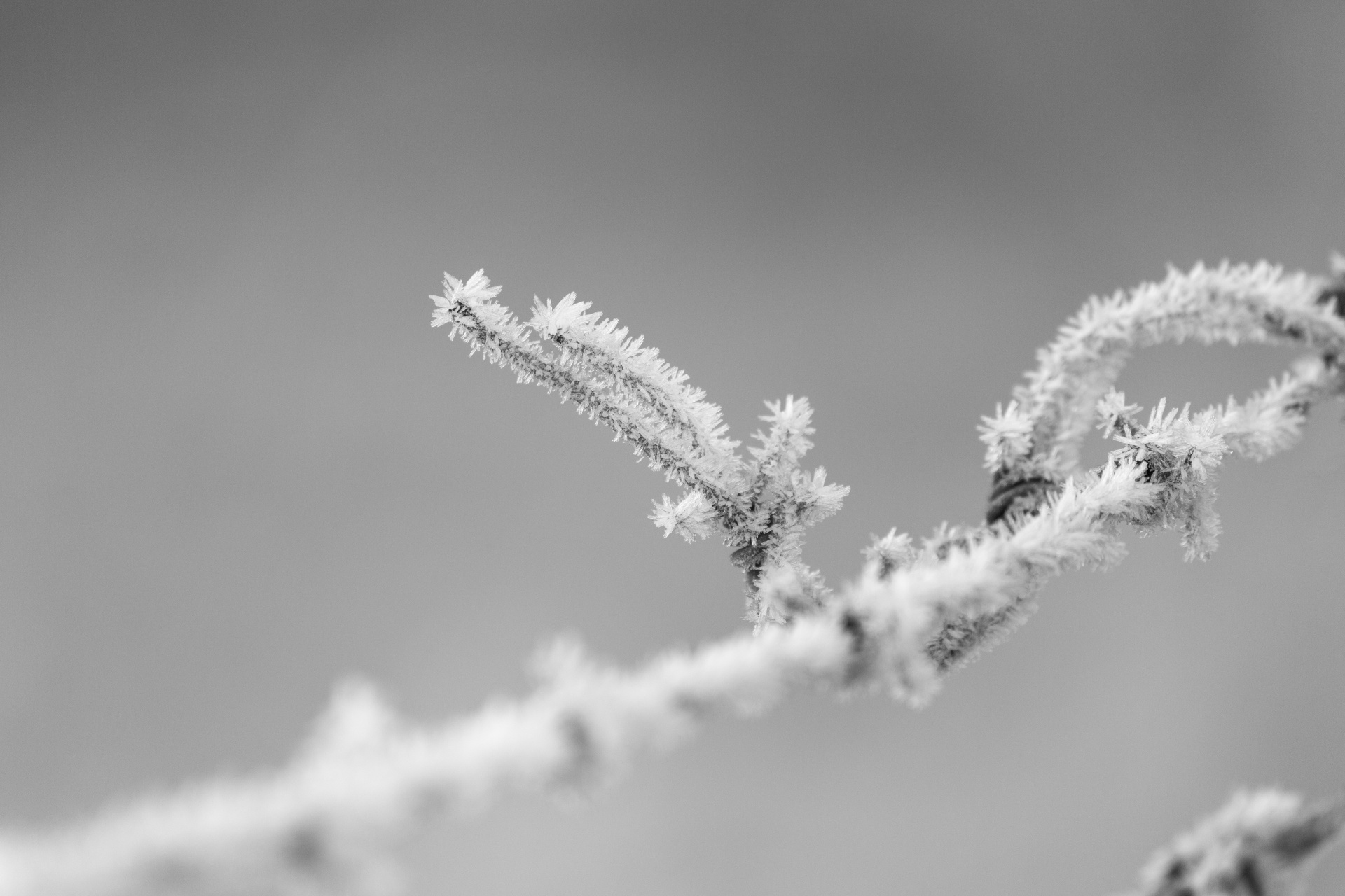 barbed wire cold temperature fence free photo