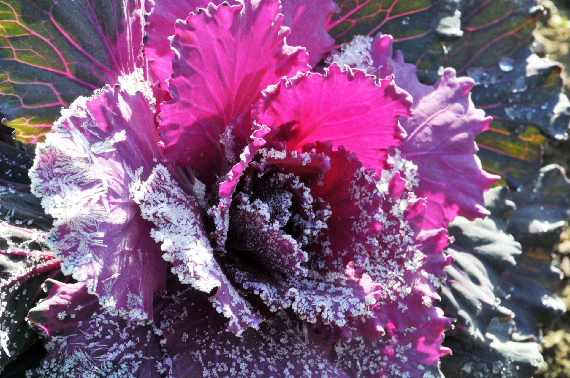 cabbage leafy pink free photo