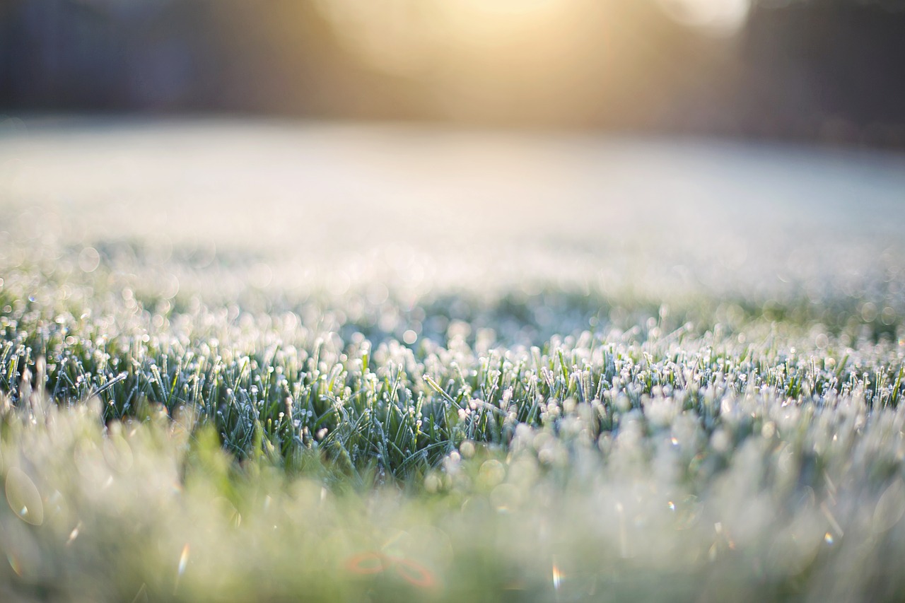 frost on grass early morning frost free photo