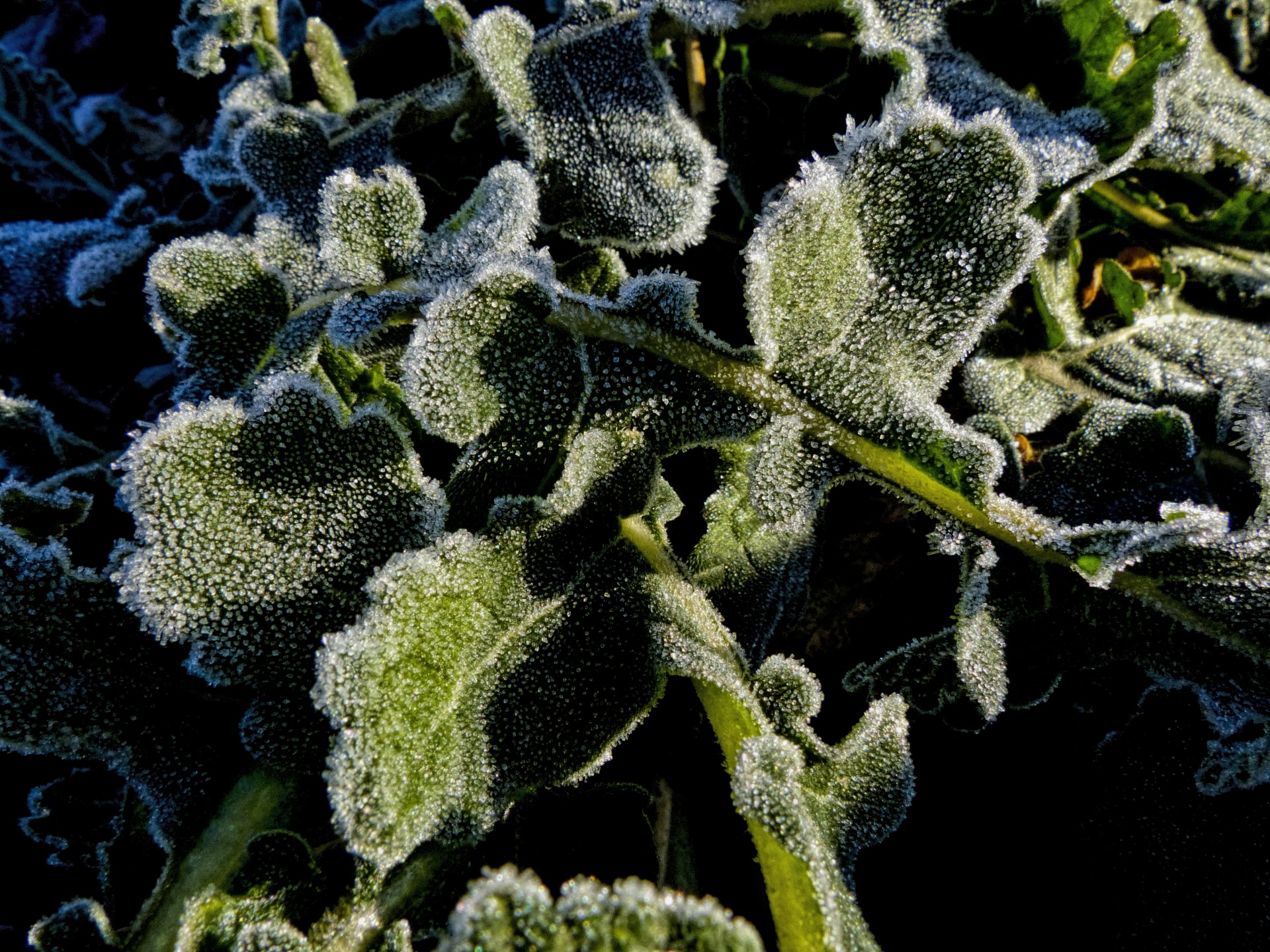 frost plants leaves free photo