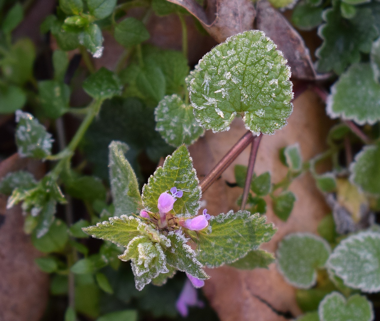 frost on leaves spring frost leaf free photo