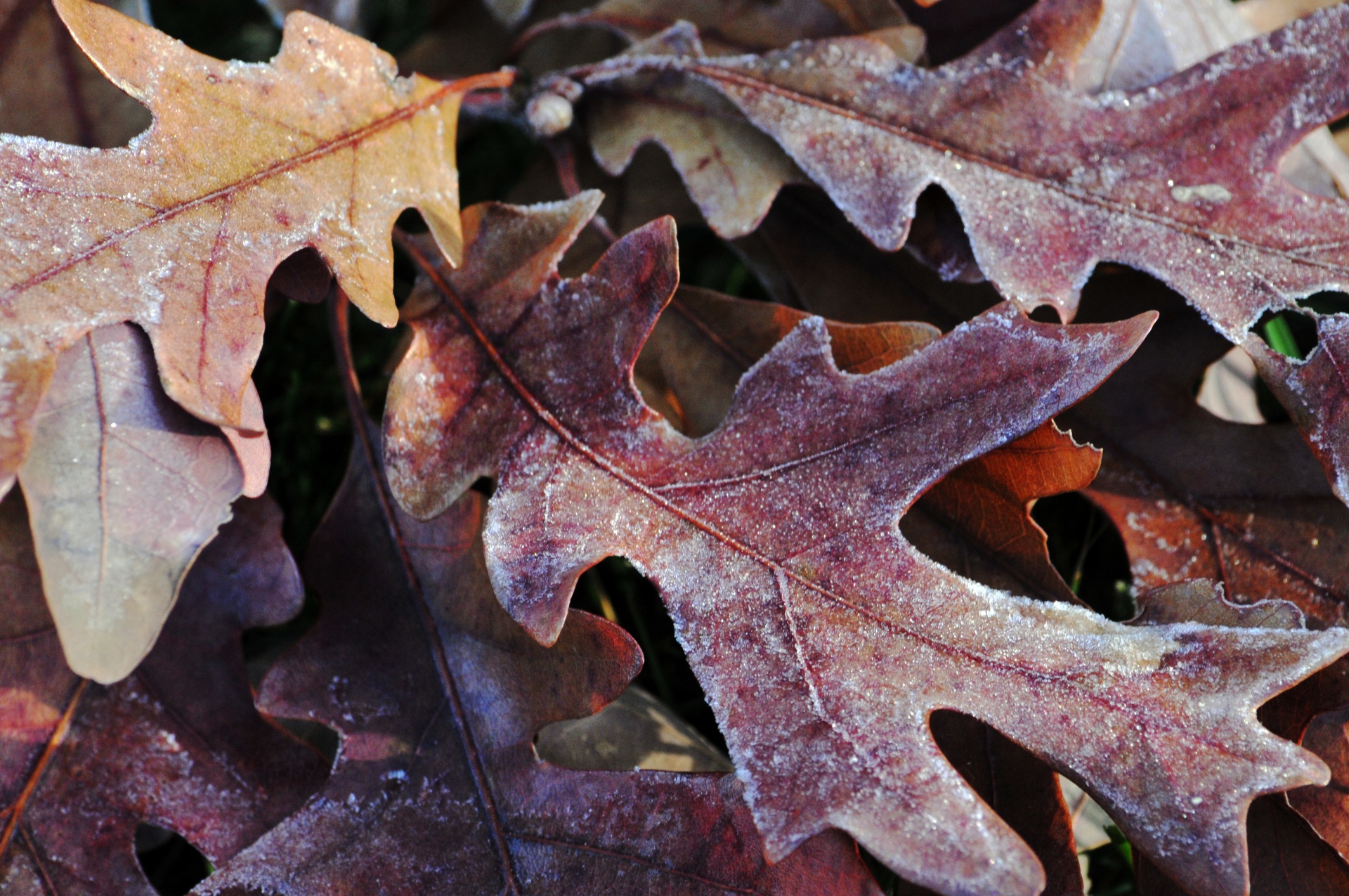 oak oak leaves leaves free photo