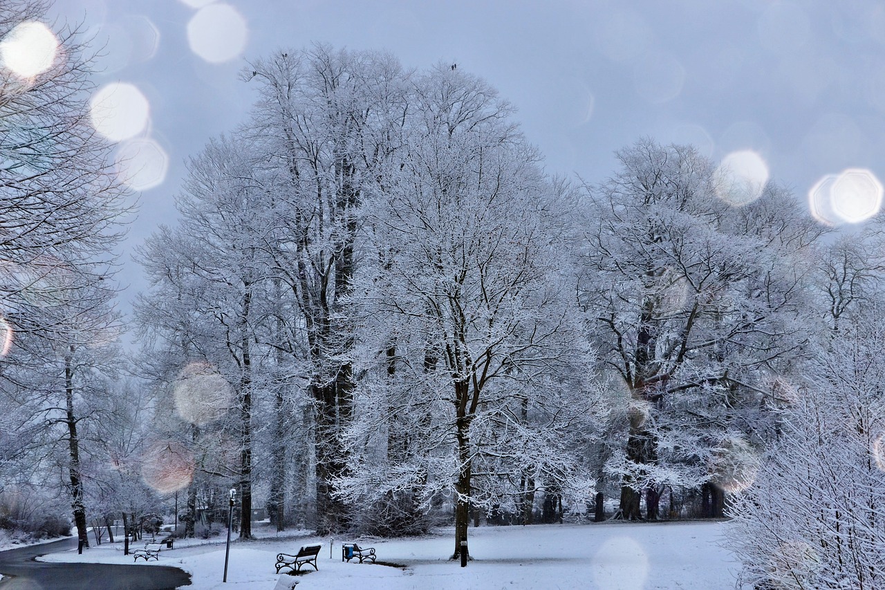 frost on trees light snow frosty night free photo