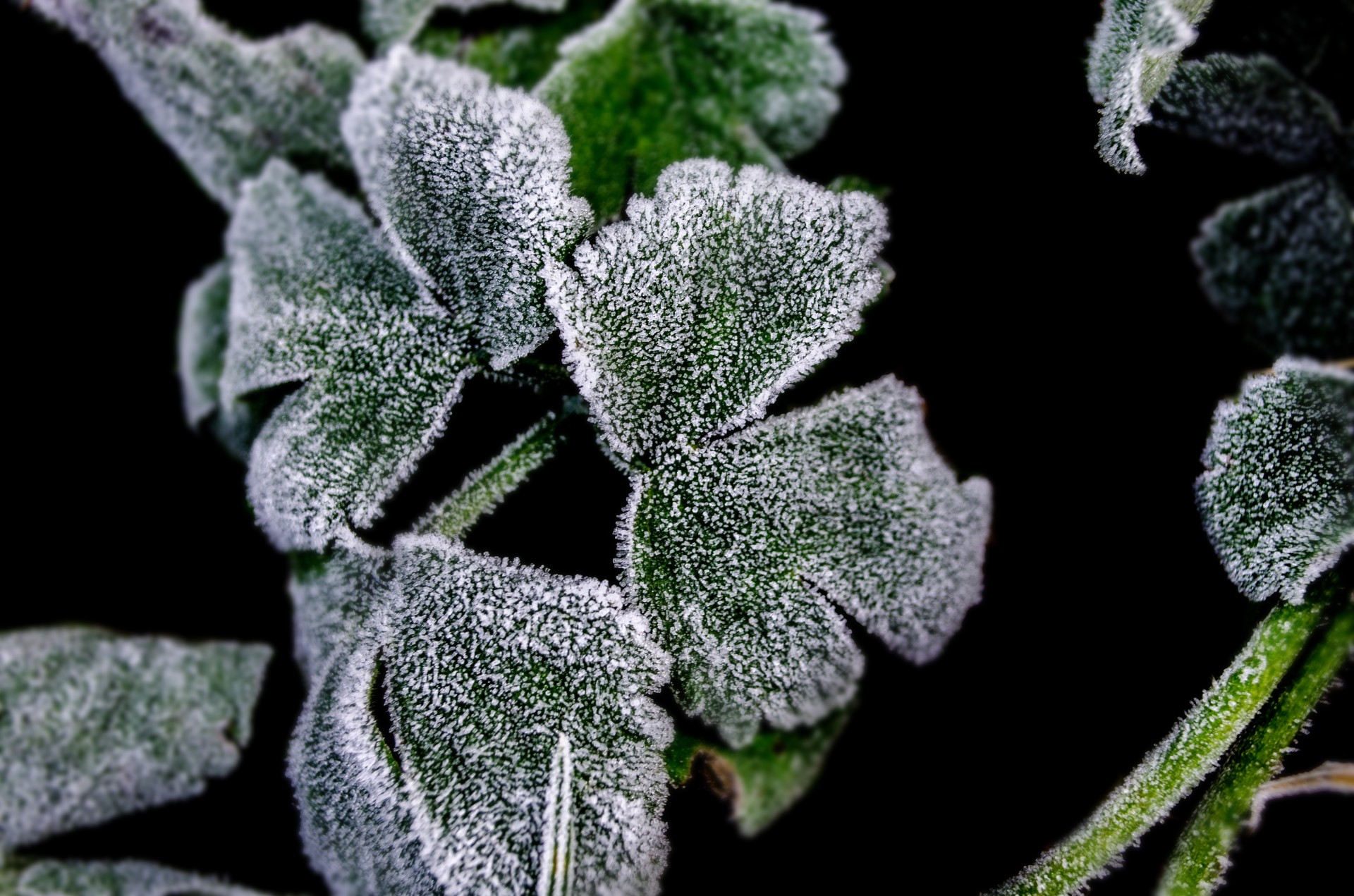 frostbitten winter plant white free photo