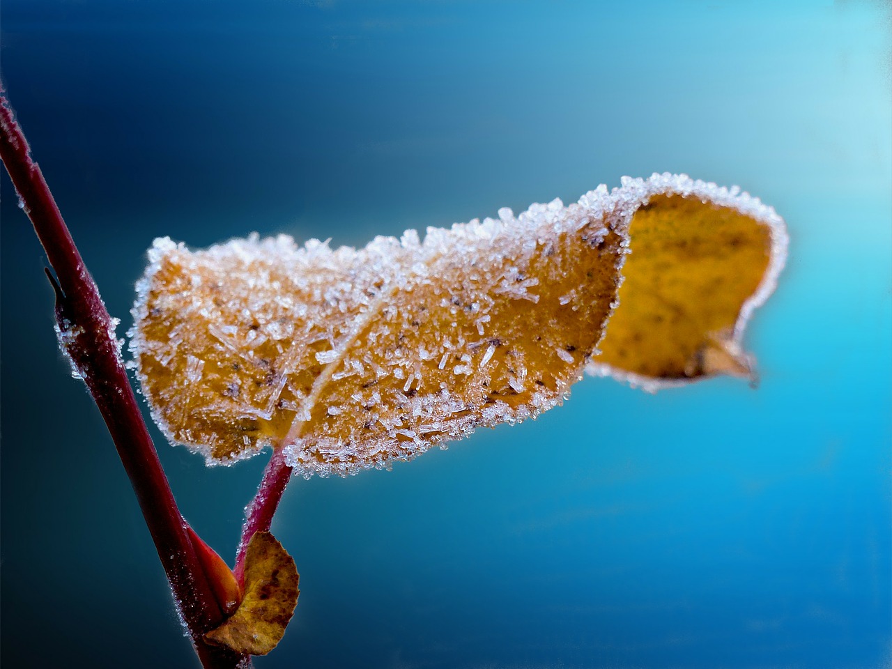 frosted leaf branch free photo