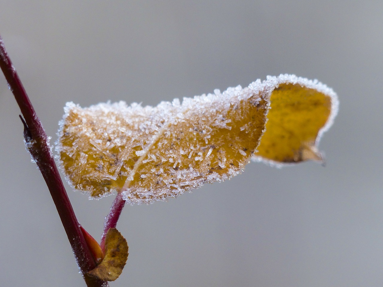 frosted leaf branch free photo