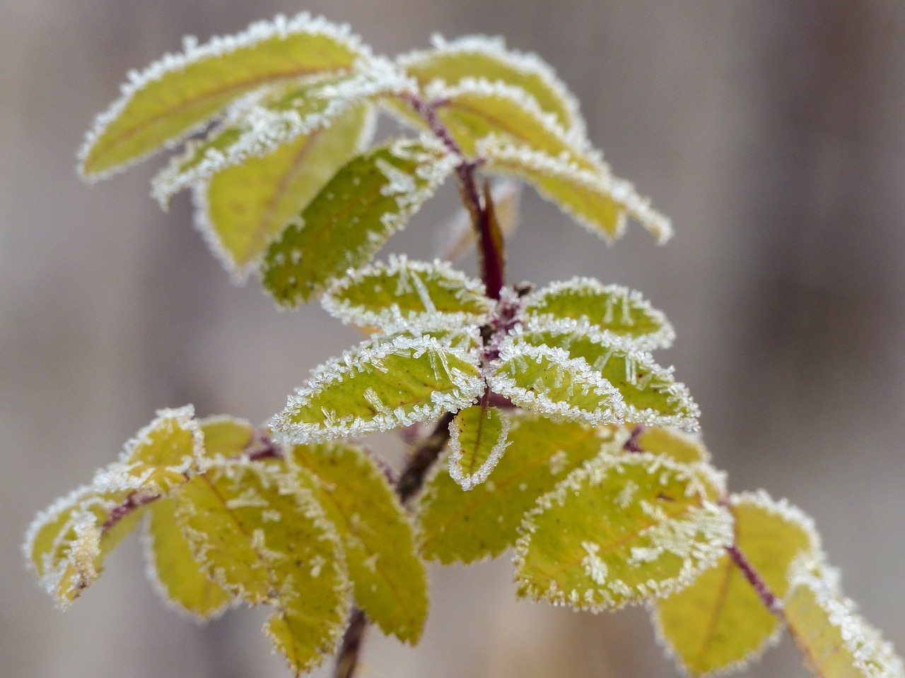 frosted leaves branch free photo