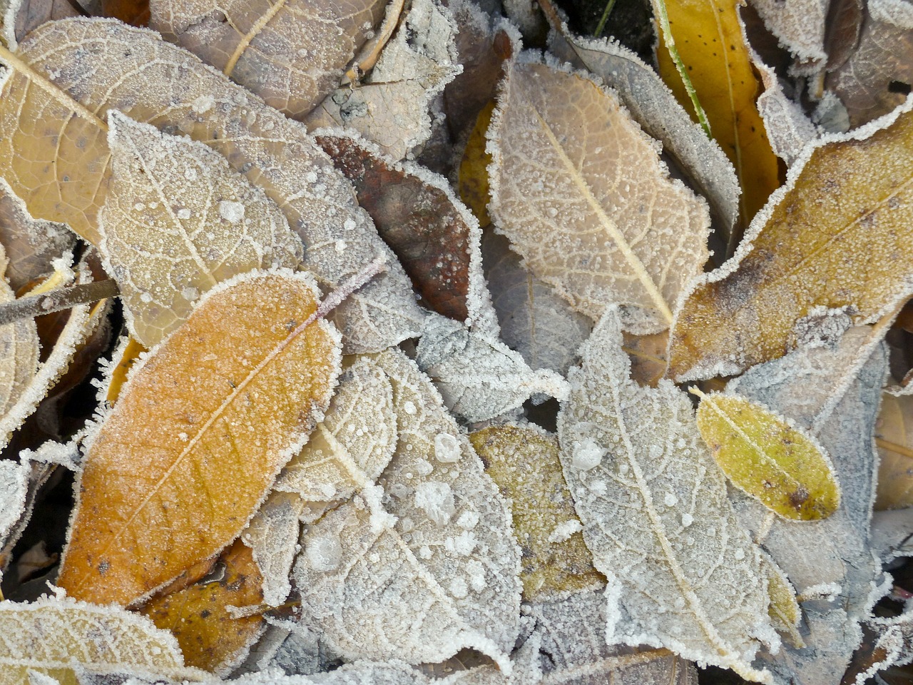 frosted frozen foliage free photo