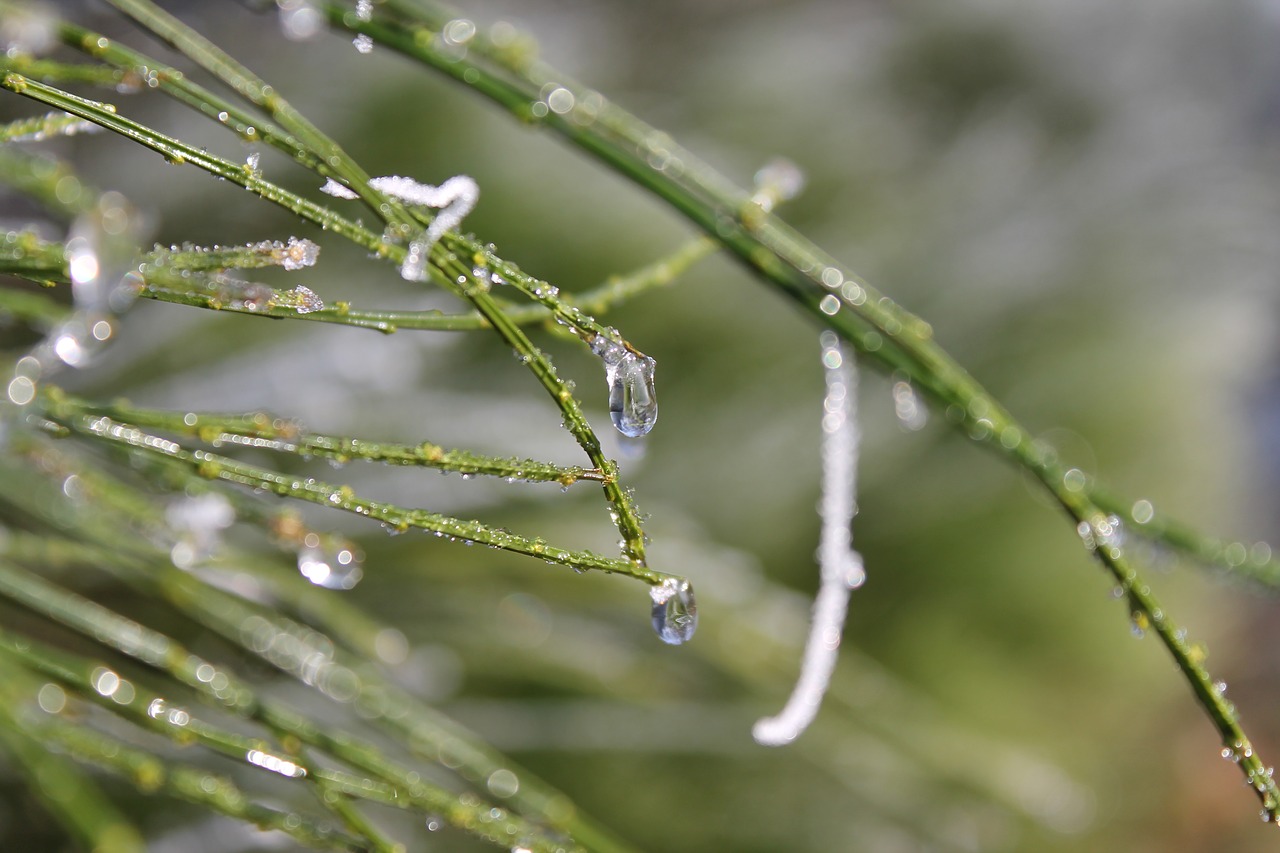 frosted  ice  nature free photo