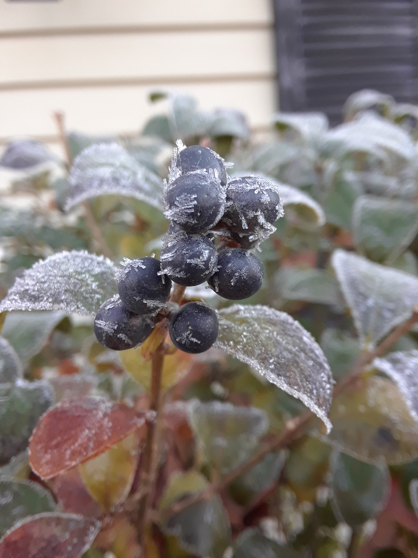 frost cold ice crystals free photo