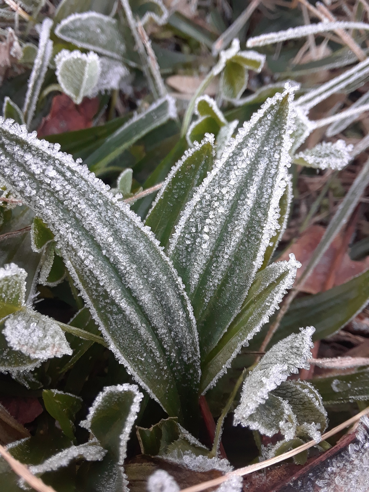 frost cold ice crystals free photo