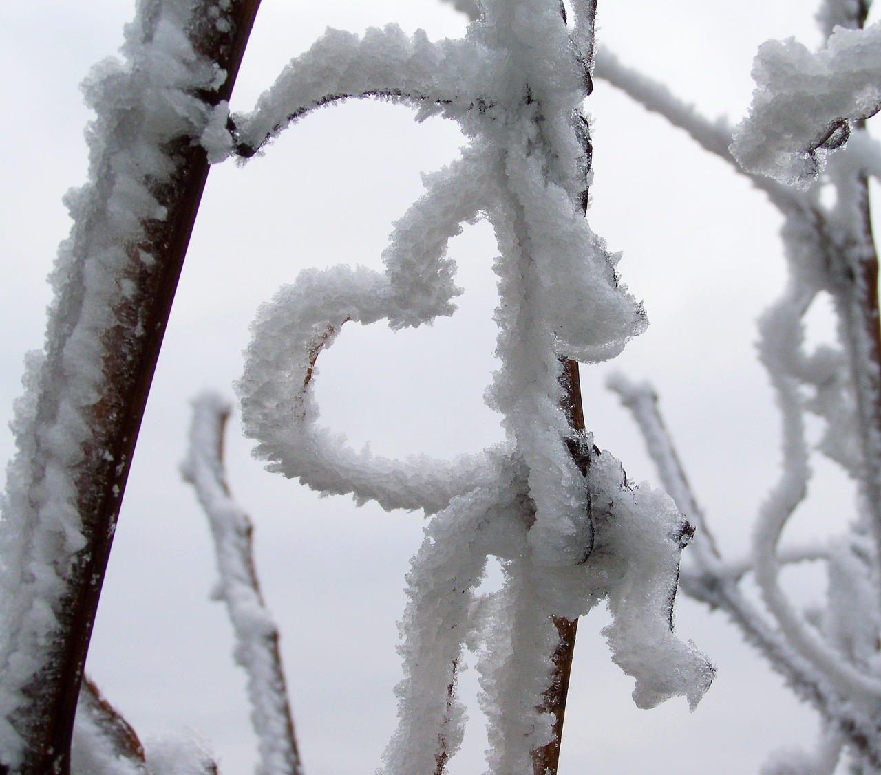 frosted heart frost rime free photo