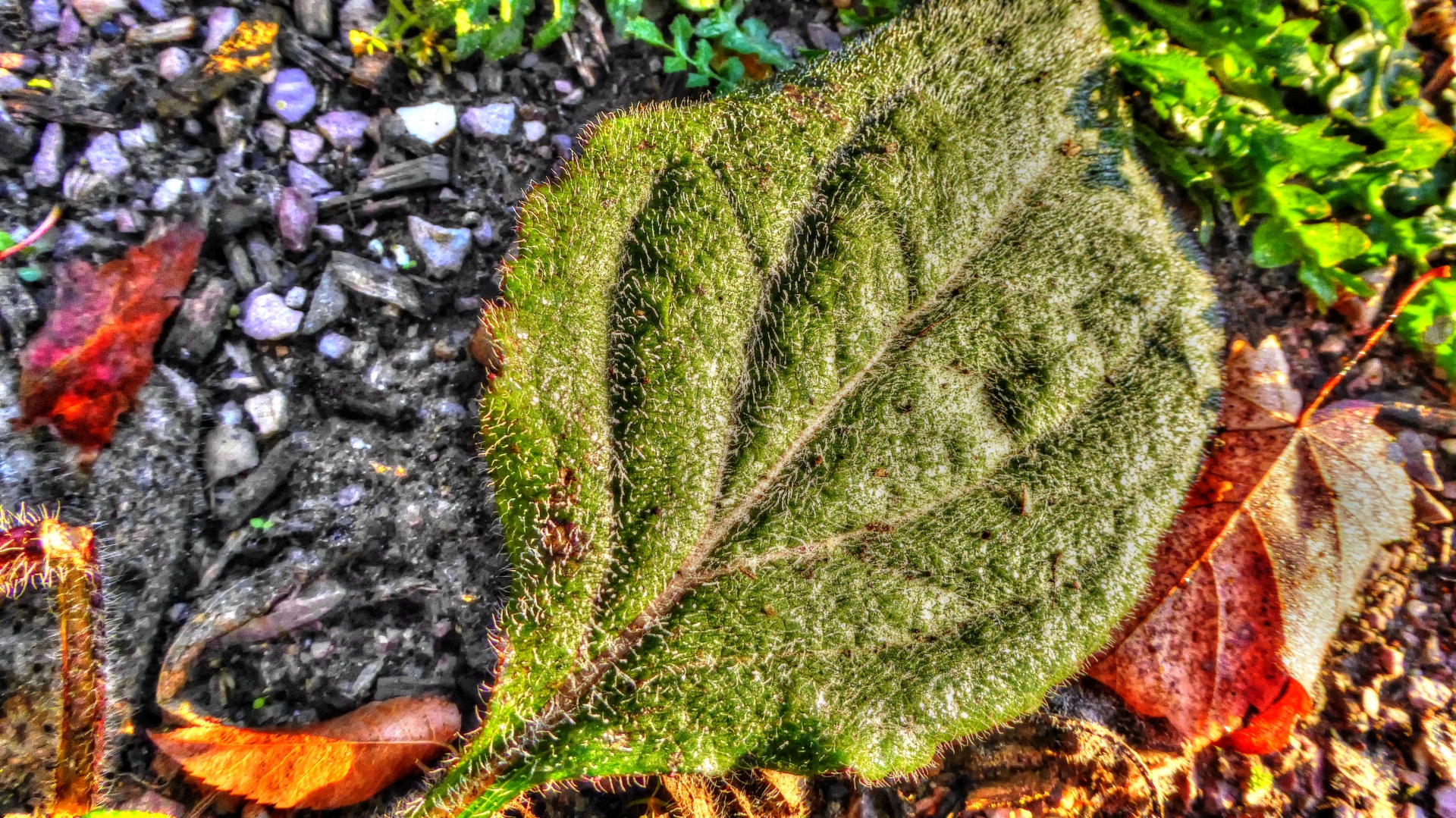 leaf leaves weather free photo