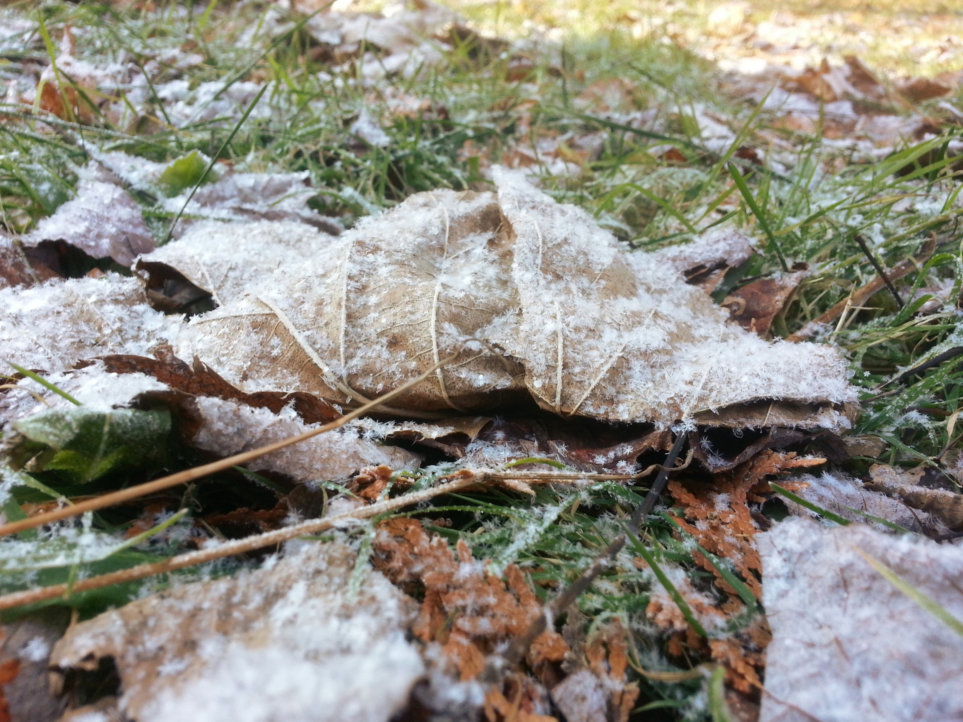 autumn frost frozen free photo