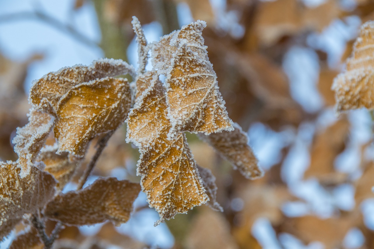 frosted leaves snow-capped oak frosted tree free photo