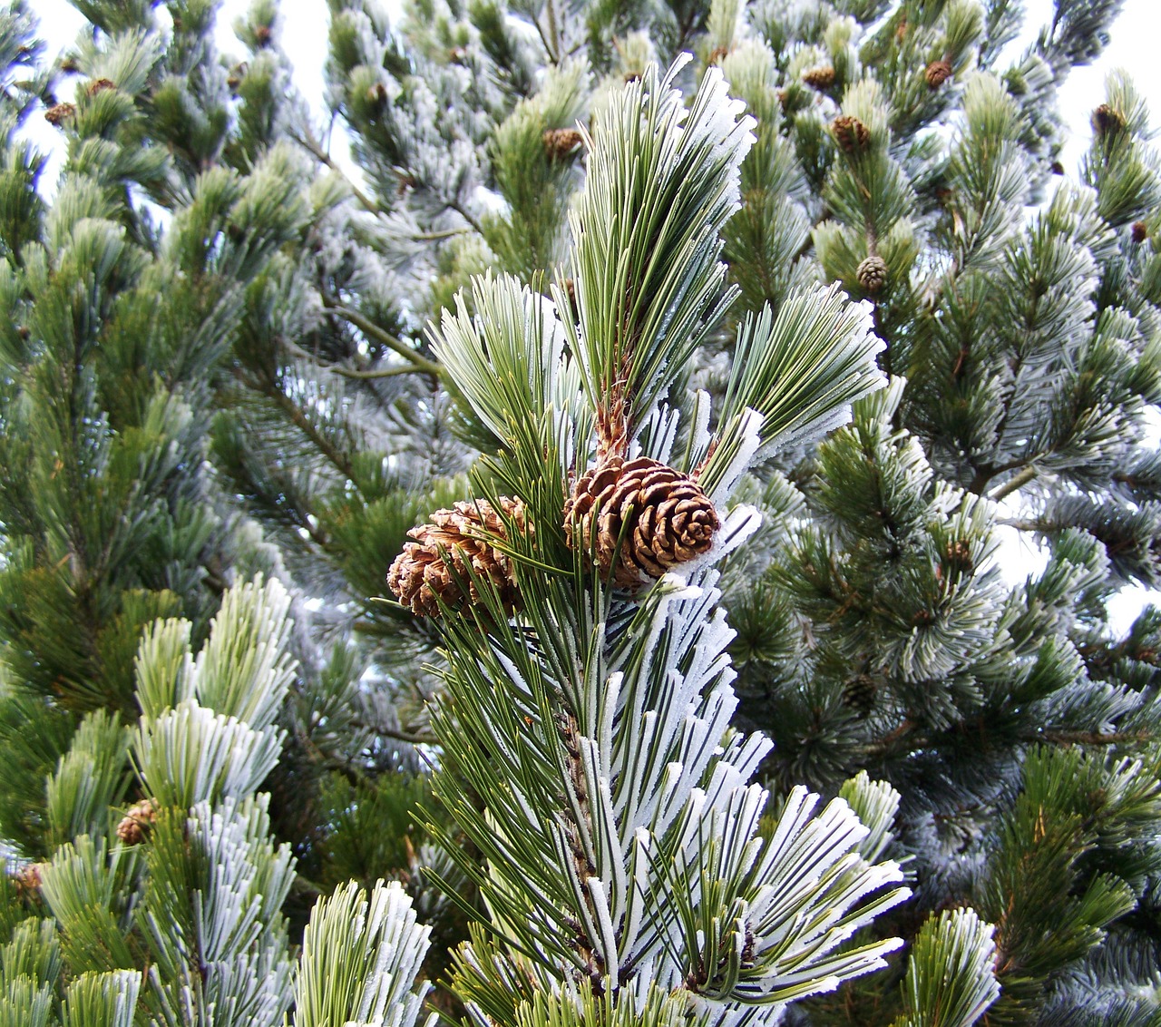 frosted pine branches winter rime free photo