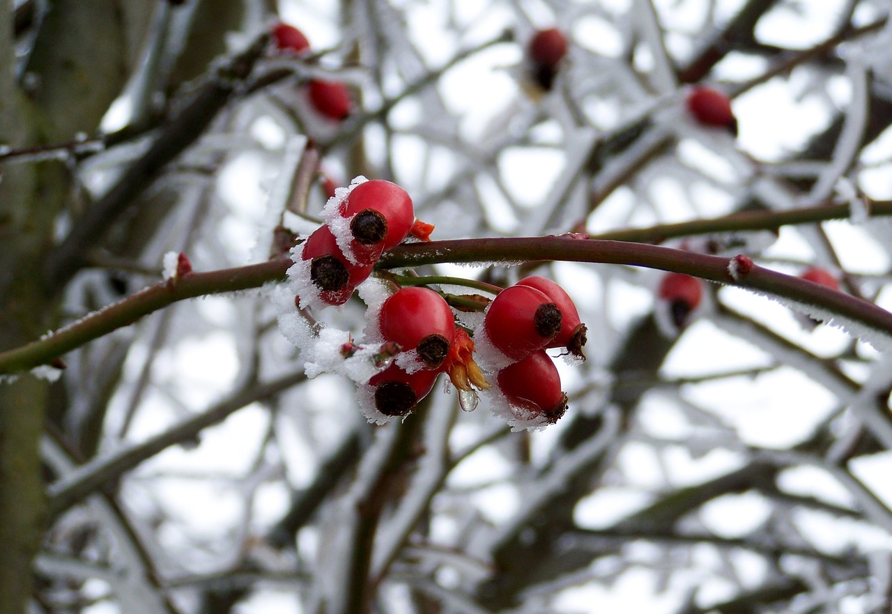 frosted rose hips rimy winter free photo