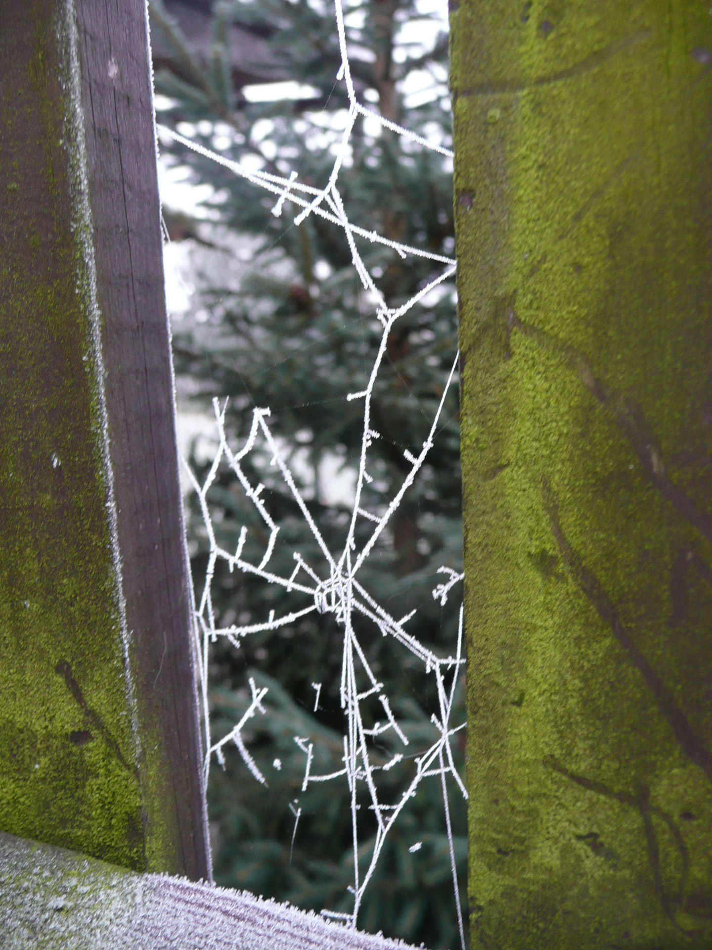 frost cobweb season free photo